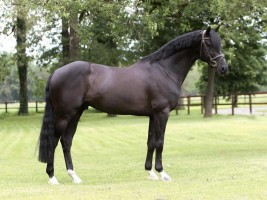 Approved stallion Pretty Boy van de Molenberg - full brother of Quintessa van de Molenberg
