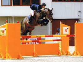 Approved stallion Edjaz van 't Merelsnest - full brother of Malinda van 't Merelsnest