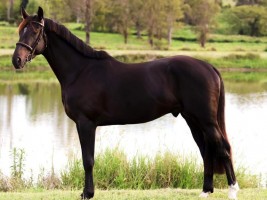 Uptown van de Molenberg - son of Roxette - approved stallion Australia