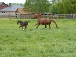 Malinda & foal Roxette spring 2017