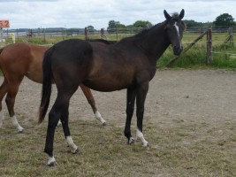 Roxette as yearling 2018