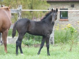 Pretty Boy van de Molenberg as foal