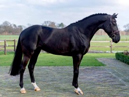 Pretty Boy van de Molenberg - approved stallion Zangersheide - picture: Nijen Twilhaar Horses