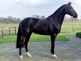 Full brother Roxette - approved stallion Pretty Boy van de Molenberg