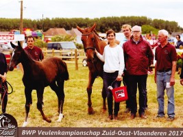 Roxette van de Molenberg provinciaal veulenkampioen BWP 2017